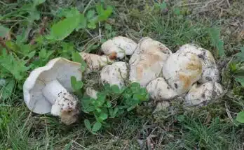 Champignons blancs : les 10 variétés comestibles les plus délicieuses