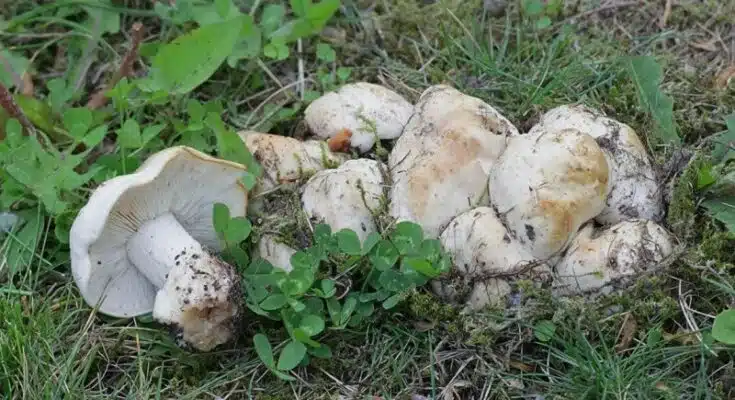 Champignons blancs : les 10 variétés comestibles les plus délicieuses