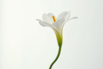 Fleur en forme S sur fond blanc en macro
