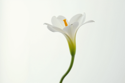 Fleur en forme S sur fond blanc en macro