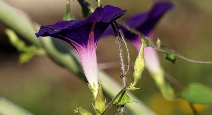 Comment se débarrasser du liseron naturellement ?